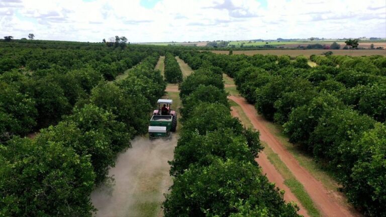programa-do-governo-de-sp-aumenta-a-produtividade-agricola-em-municipios-paulistas